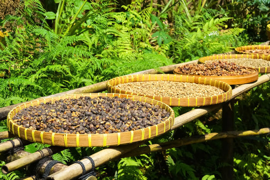 métodos de procesamiento del café