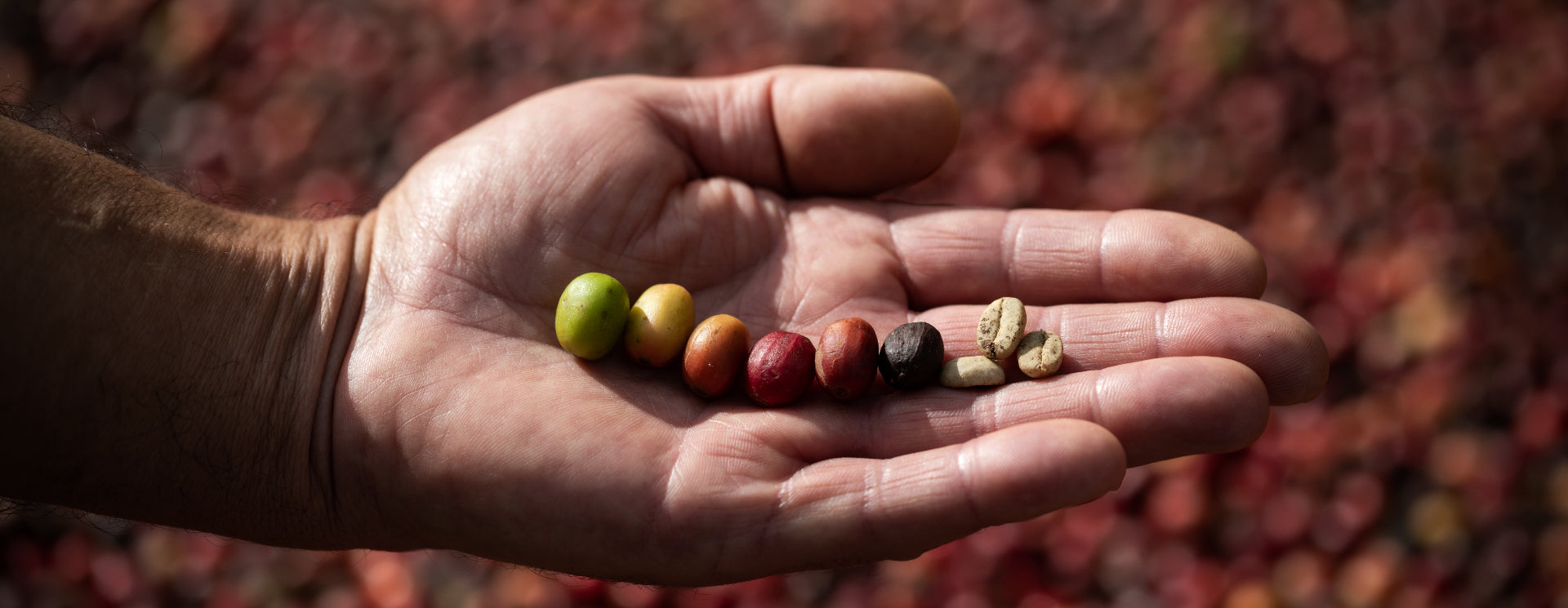 porque se tuesta el cafe